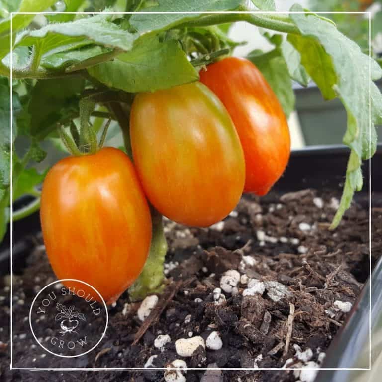 Starting Your Vegetable Garden The Best Way To Germinate Seeds You