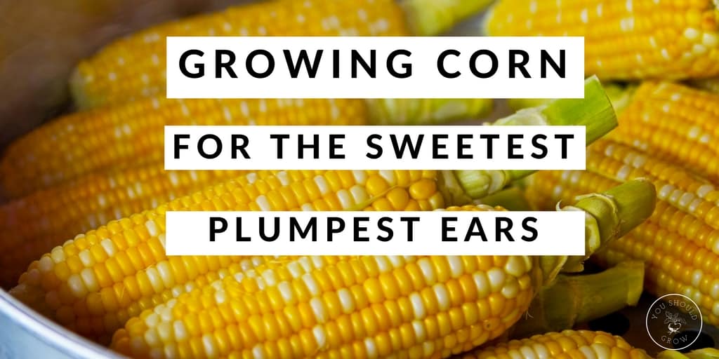 Growing Corn For The Sweetest, Plumpest Ears You Should Grow