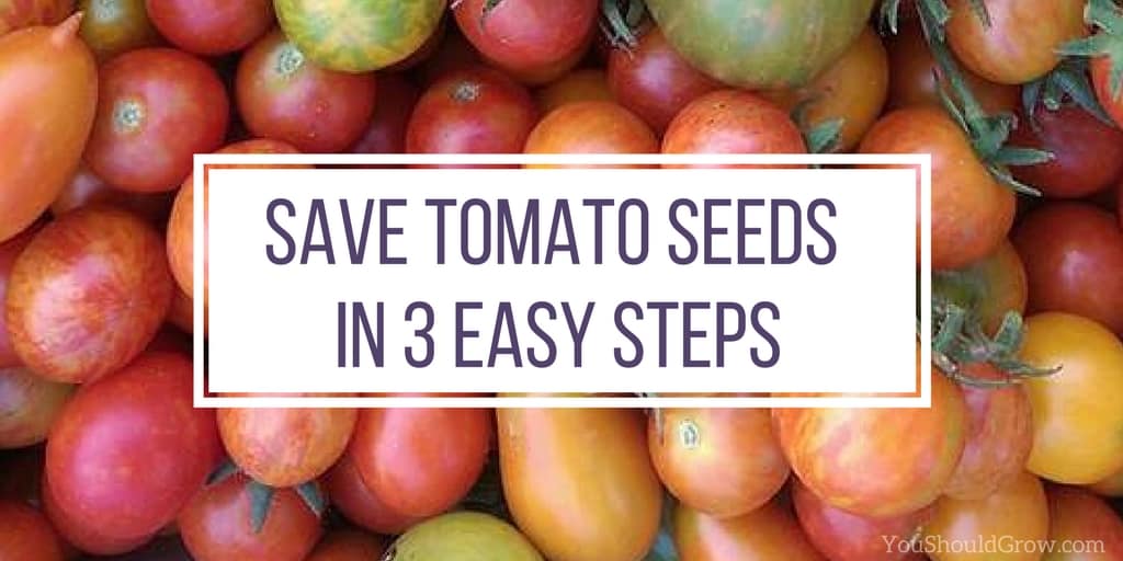 How To Save Tomato Seeds: 3 Easy Steps - You Should Grow