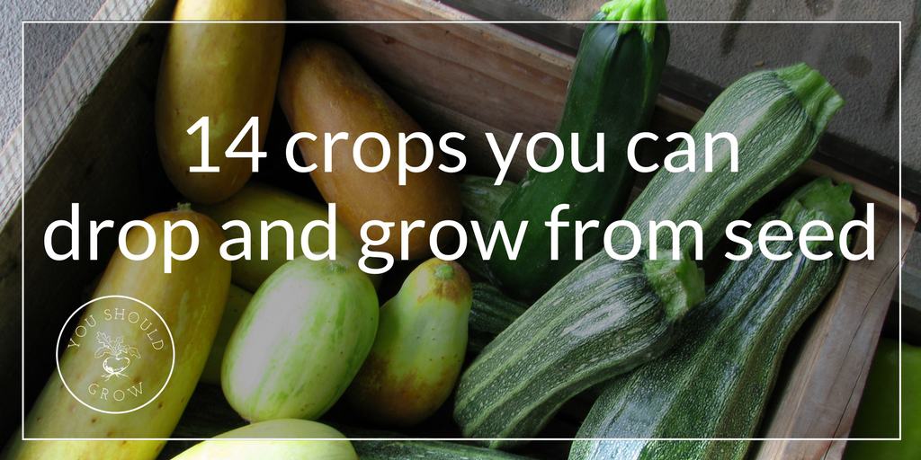 14 Crops You Can Drop And Grow From Seed You Should Grow
