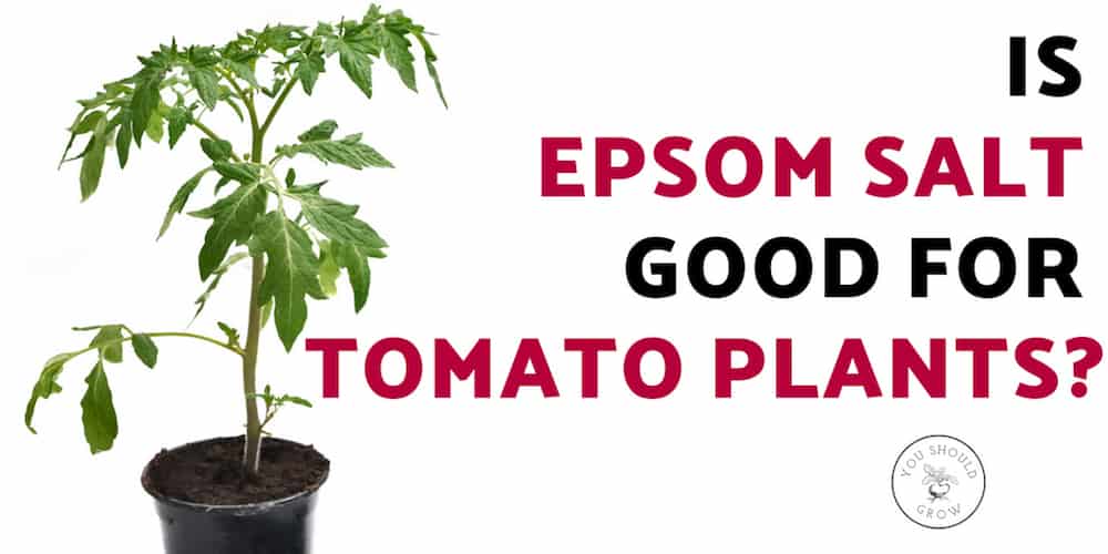 5 Unbelievable Things Epsom Salt Does For Tomato Plants - You Should Grow