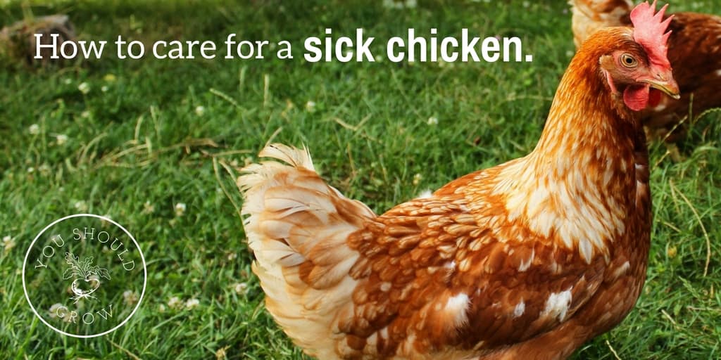 Ask A Vet How To Care For A Sick Chicken You Should Grow