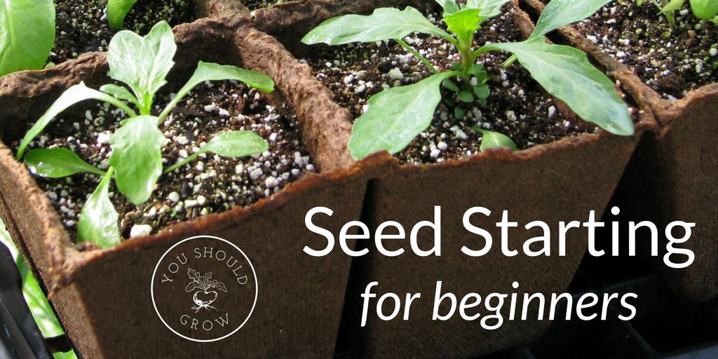 Seed Starting For Beginners You Should Grow