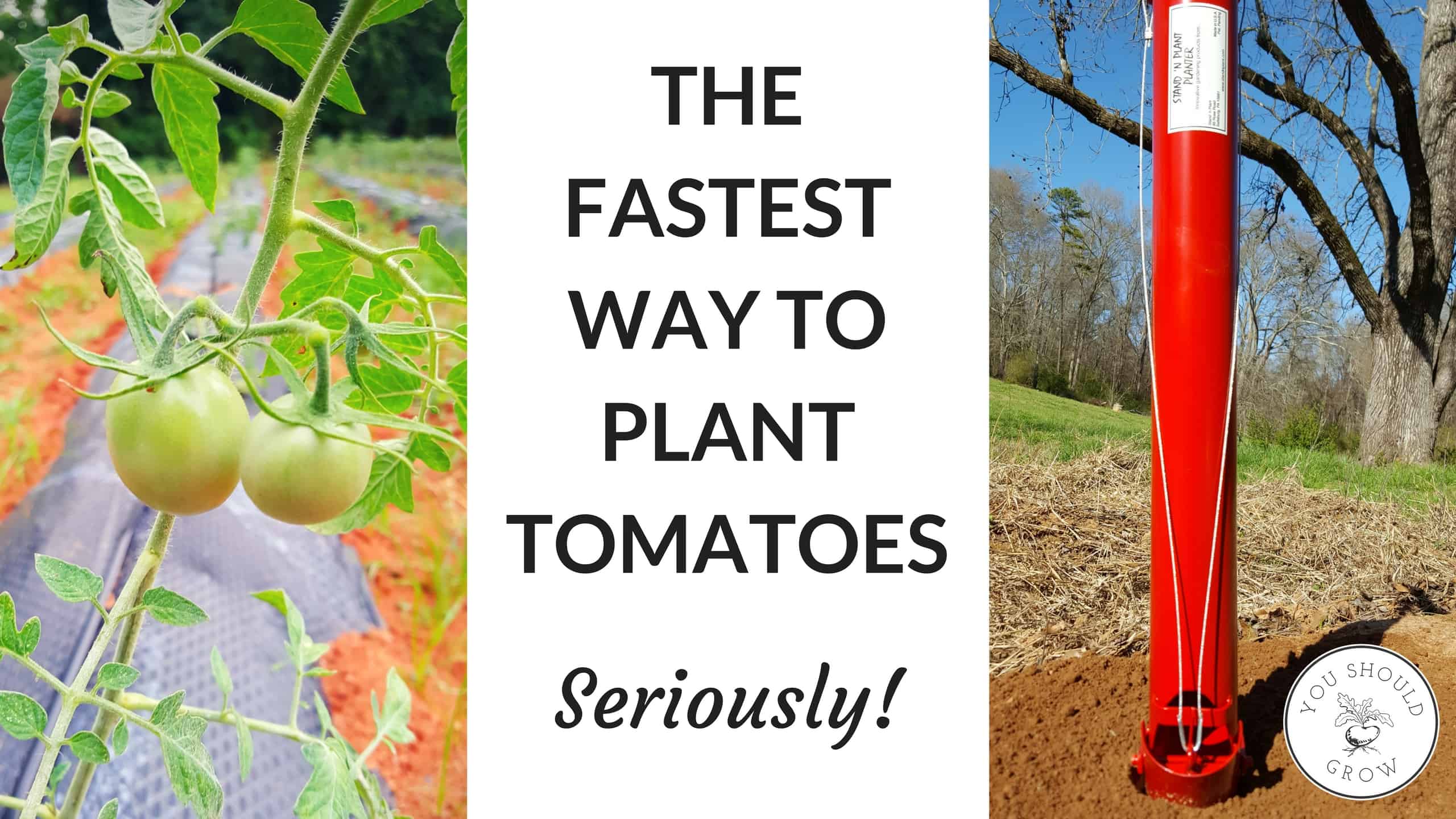 How To Plant 50 Tomatoes In 20 Minutes...Or Less! You Should Grow