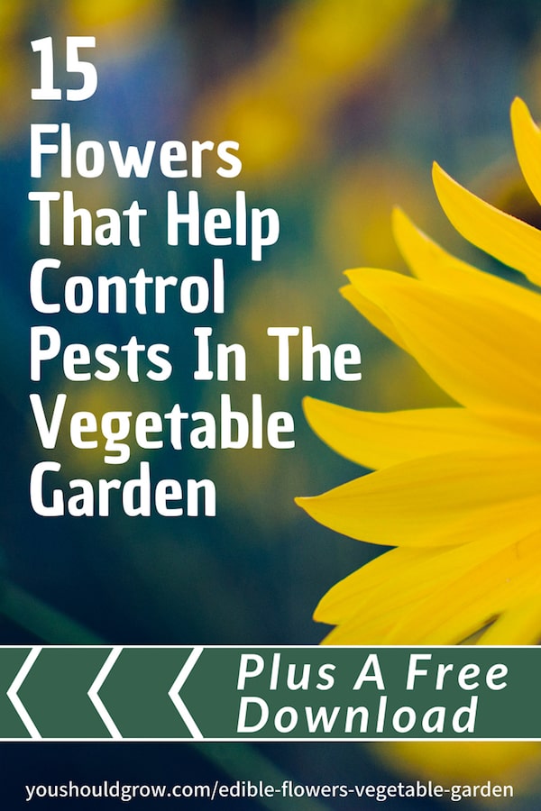 15 flowers that help control pests in the vegetable garden white text overlaying image of yellow flower petals and green/blue background