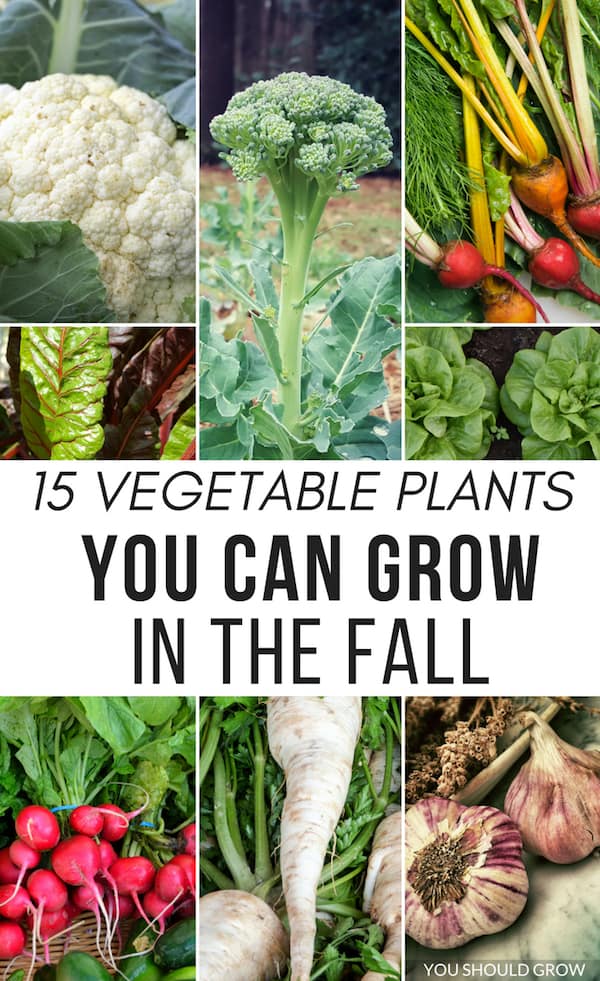 What Plants Grow In The Fall