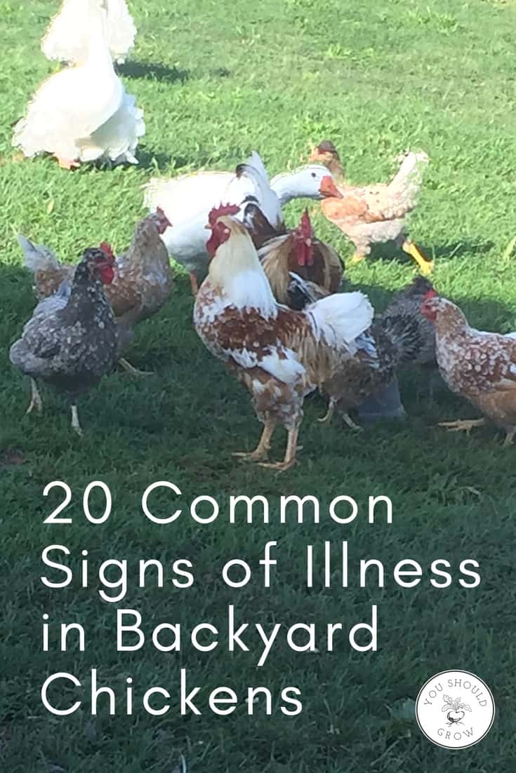 Backyard chickens: 20 common signs of illness in backyard chickens