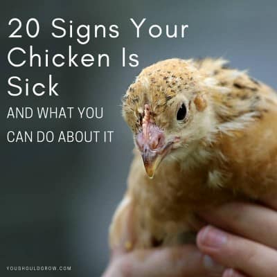 How Help A Sick Chicken – Q & A With A Chicken Vet