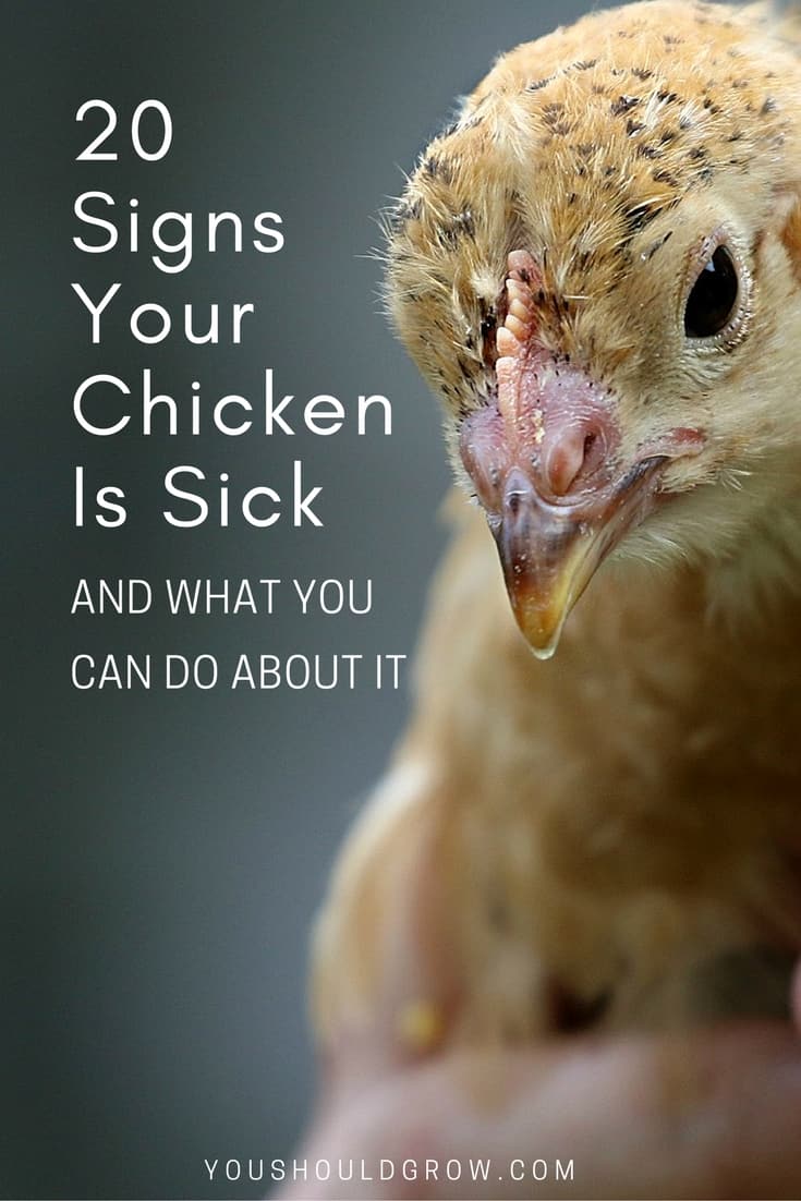 How Help A Sick Chicken – Q & A With A Chicken Vet