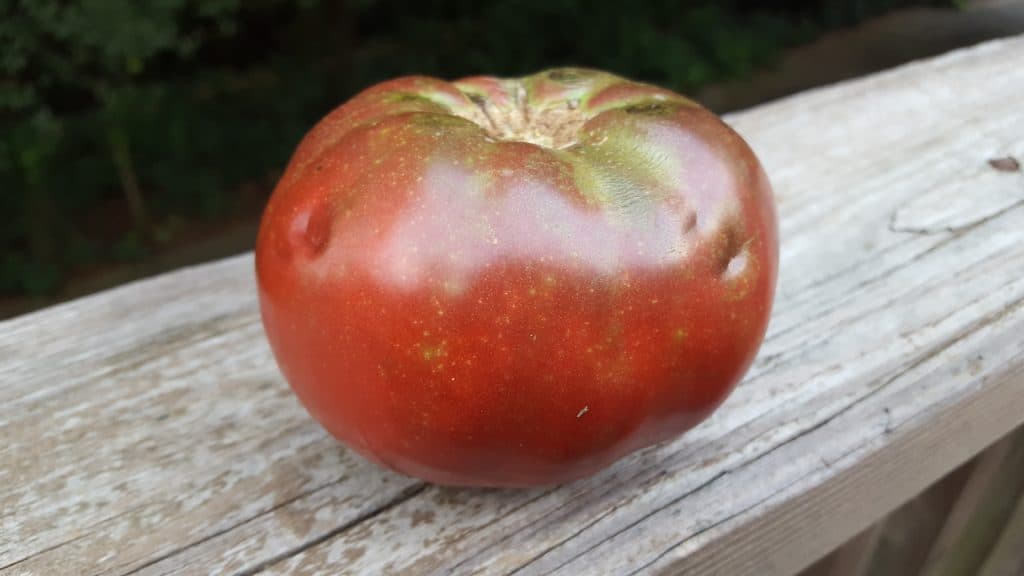 Cherokee Purple Tomato