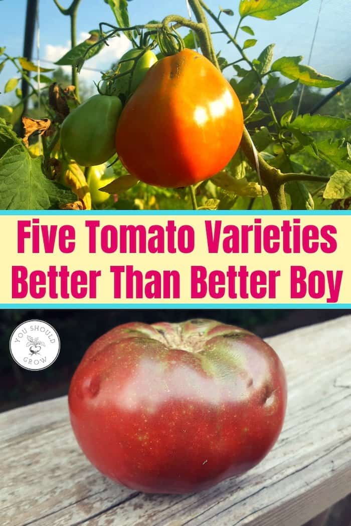 Five Tomato Varieties Better Than Better Boy Text overlaying images of coure di bue and cherokee purple tomatoes 