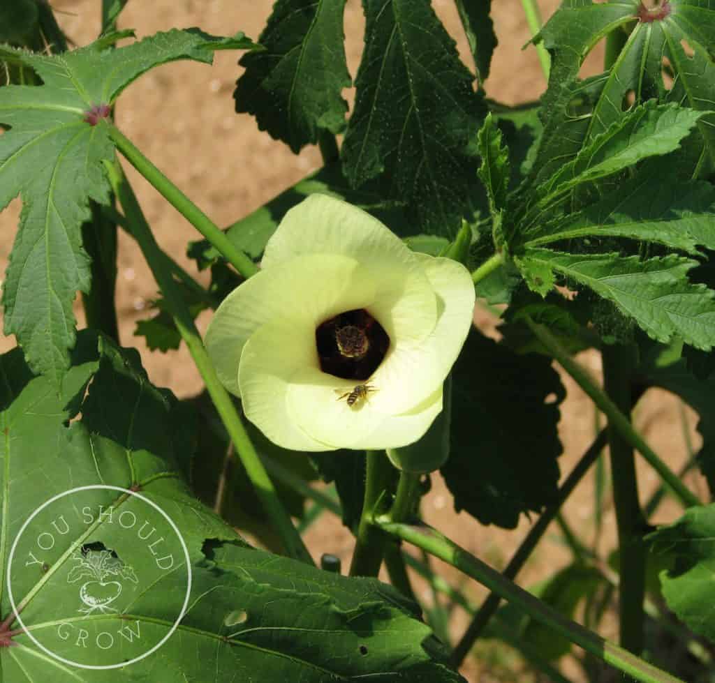 You should grow okra for the flowers!