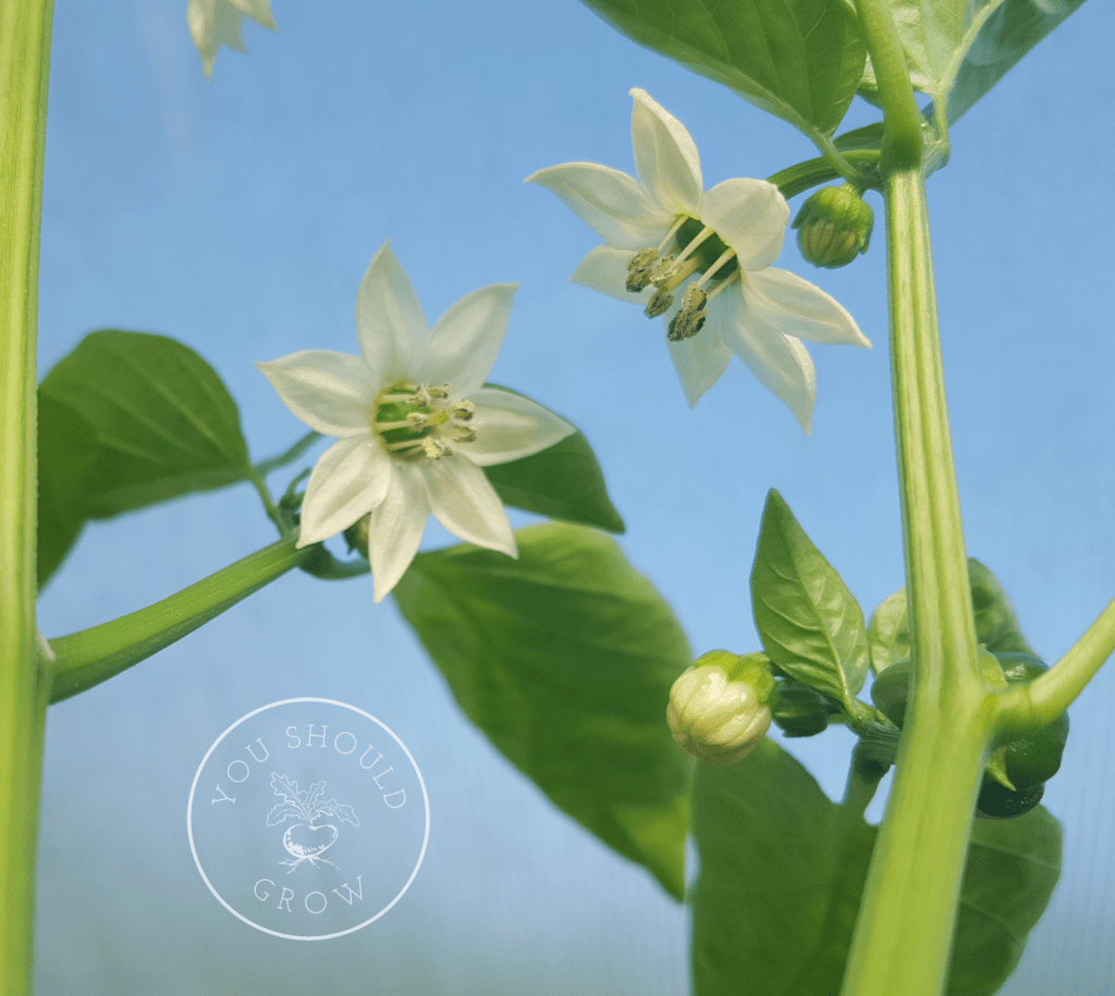 A crisp white pepper flower. 