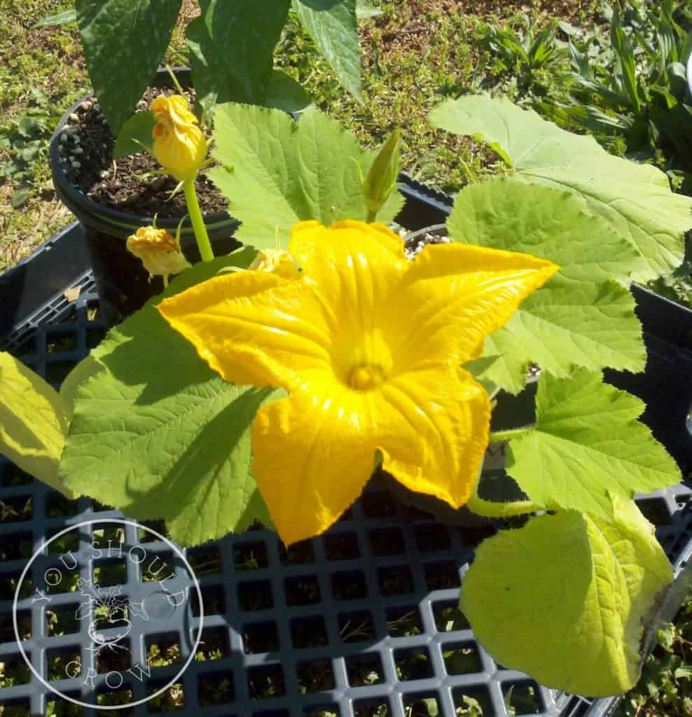 Squash Flowers Are Stunning