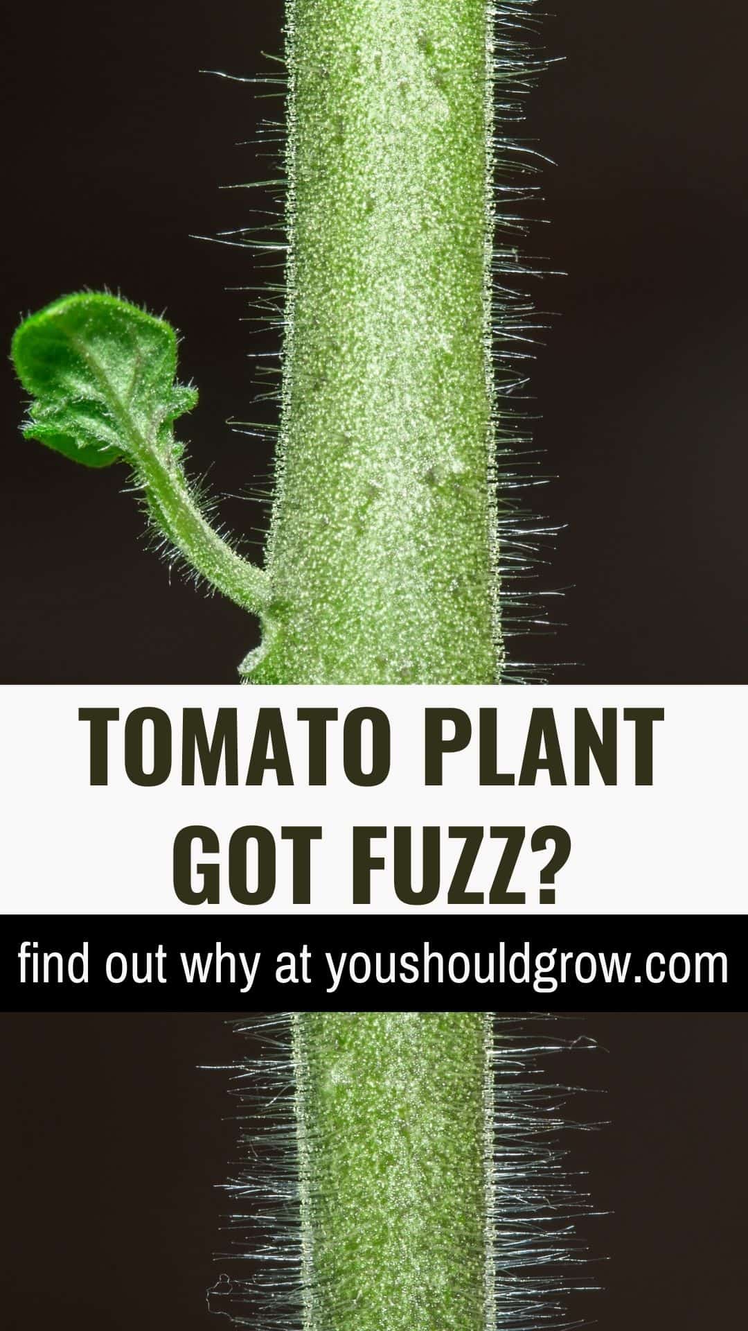 What You Need To Know About The Hair On Your Tomato Plant