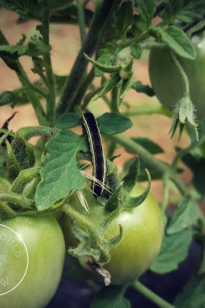 Tomato bug worm eats green tomatoes