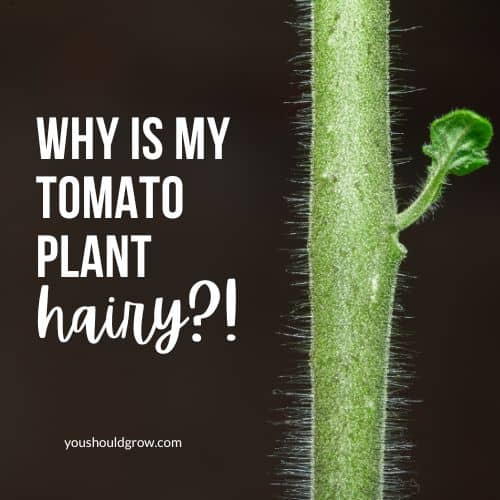 What You Need To Know About The Hair On Your Tomato Plant