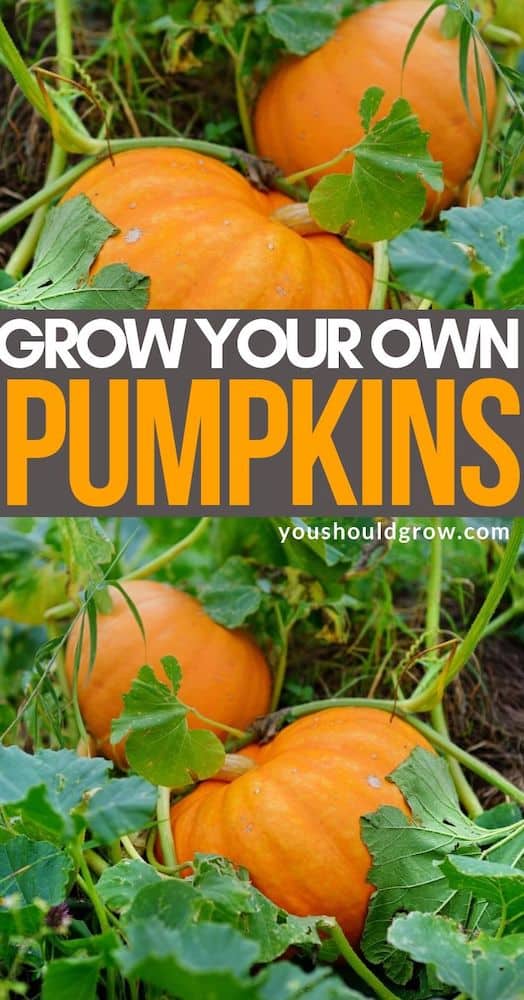 Grow your own pumpkins pinterest pin