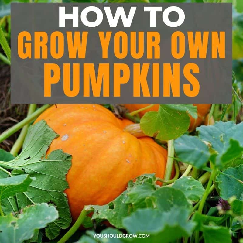 How To Grow Winter Squash & Pumpkins
