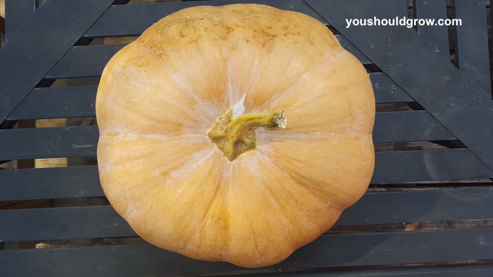 Pretty pumpking harvested from our garden.