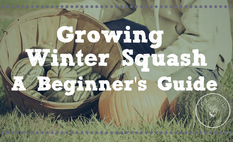 Growing Winter Squash: a beginner's guide
