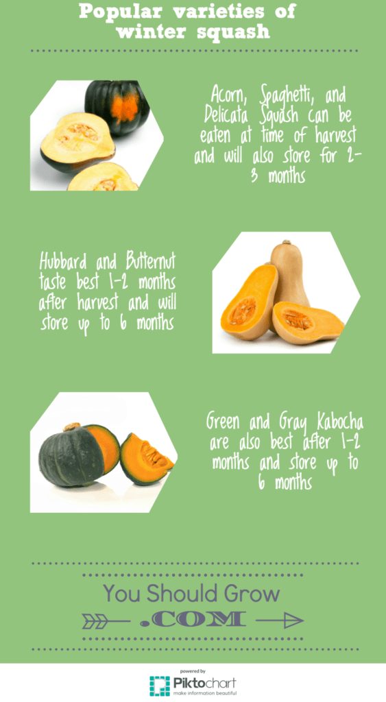 Types of winter squash infographic