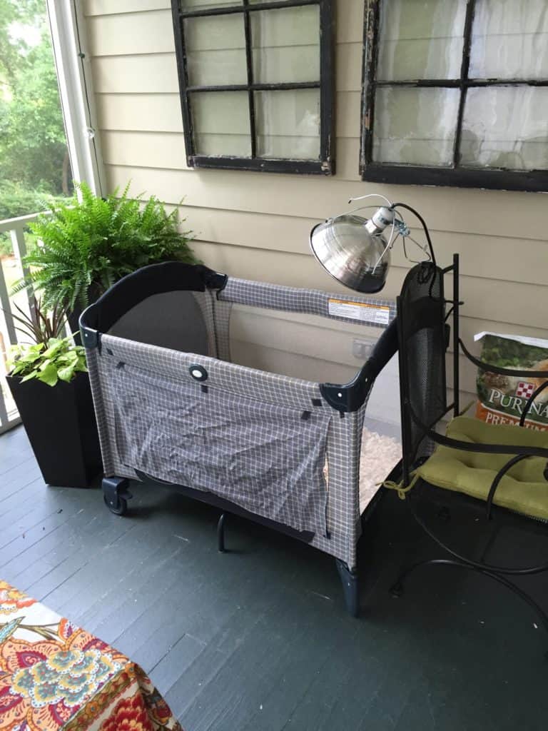 Pack-n-play brooder set up