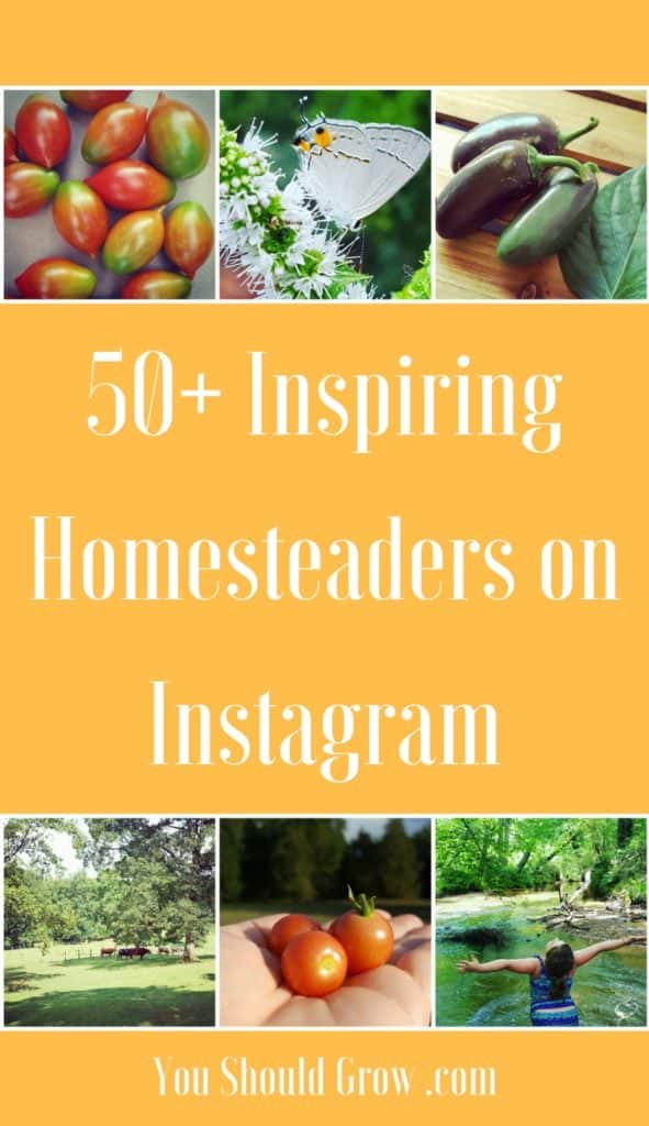 I've surrounded myself with like-minded growers and homesteaders on Instagram. As I scroll through my Instagram account, I am inspired by bountiful harvests, dreamy sunsets, recipes, farm animals, pets, bugs, and all the great things that happen when you live life out in nature. Follow these 50+ Inspiring Homesteaders on Instagram.