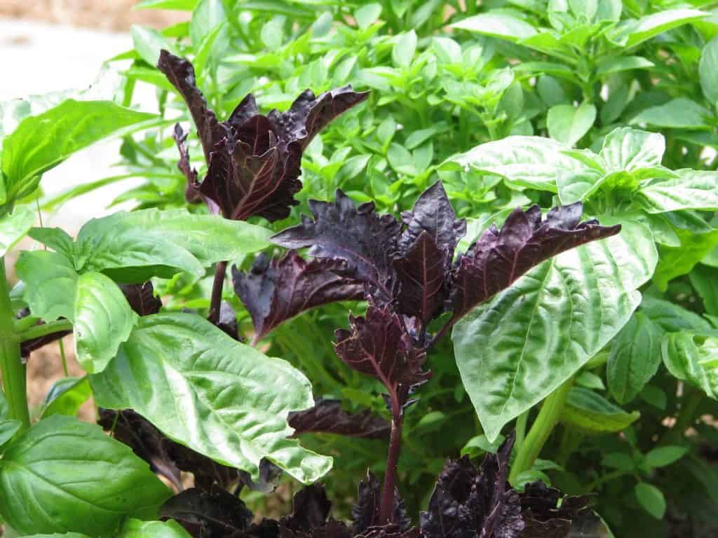 Lovely, aromatic basil is a great companion plant for tomatoes.