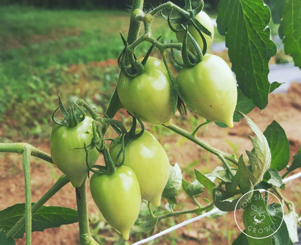 Green tomatoes can take three months to ripen on the vine.