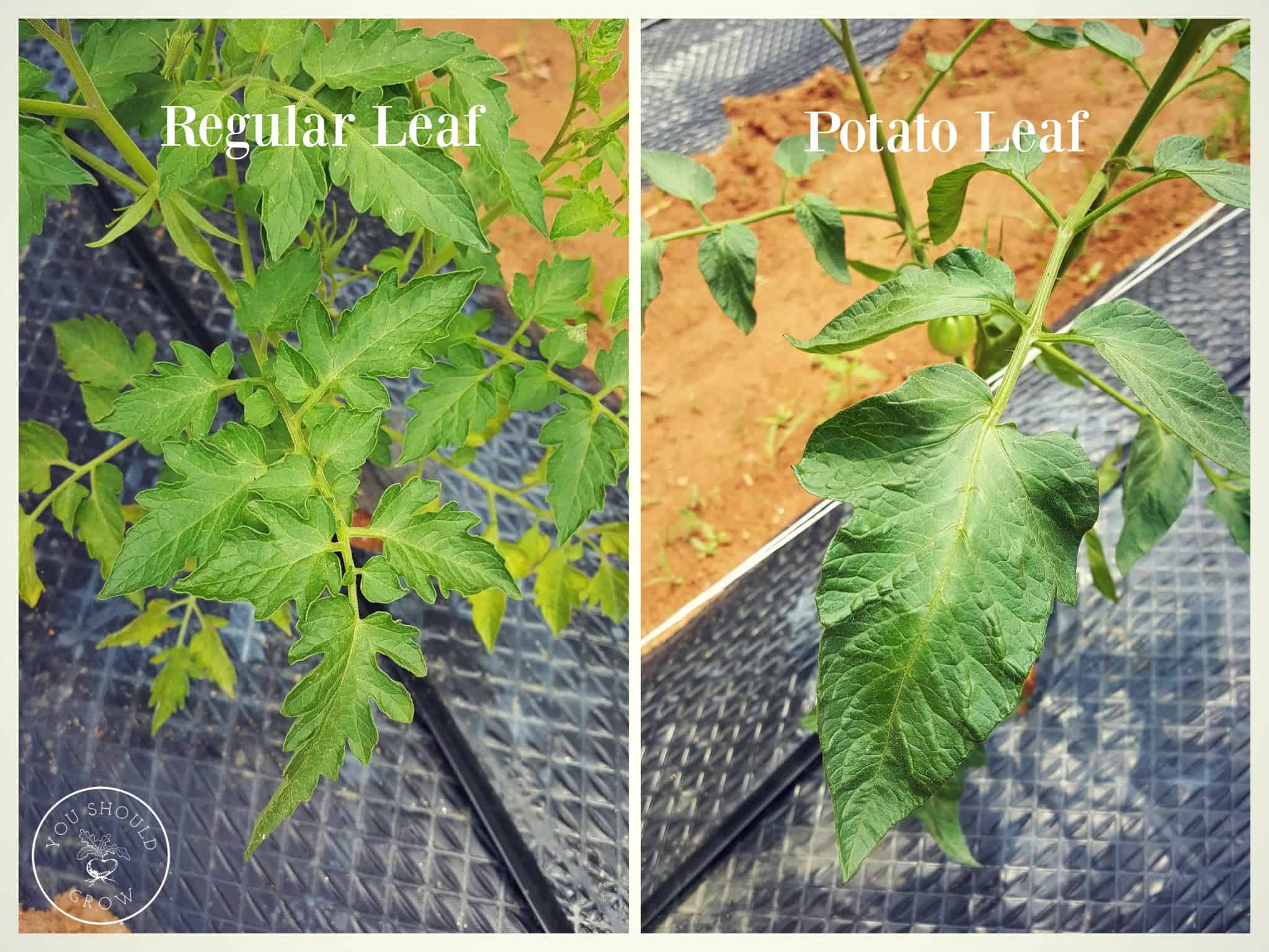 Image comparing regular leaf and potato leaf tomato plants