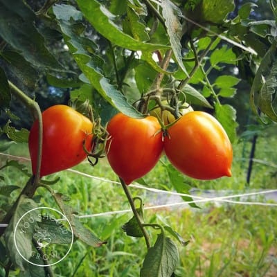 Garden Gem Tomato: A Tomato Geek’s Review