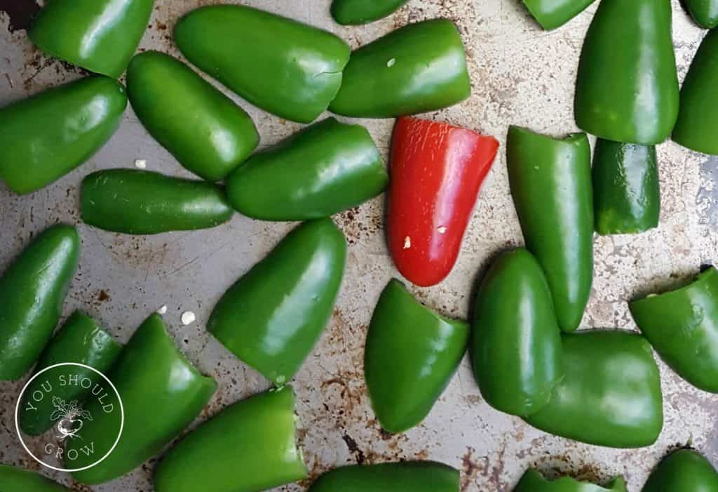 Preserving jalapenos Sliced jalapenos fresh from the garden for the freezer.