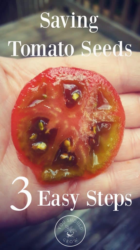 This is the best way to save tomato seeds, and it's just three easy steps. If you are growing heirloom tomatoes in your garden, then you definitely want to save those seeds. Click through to the article at YouShouldGrow.com