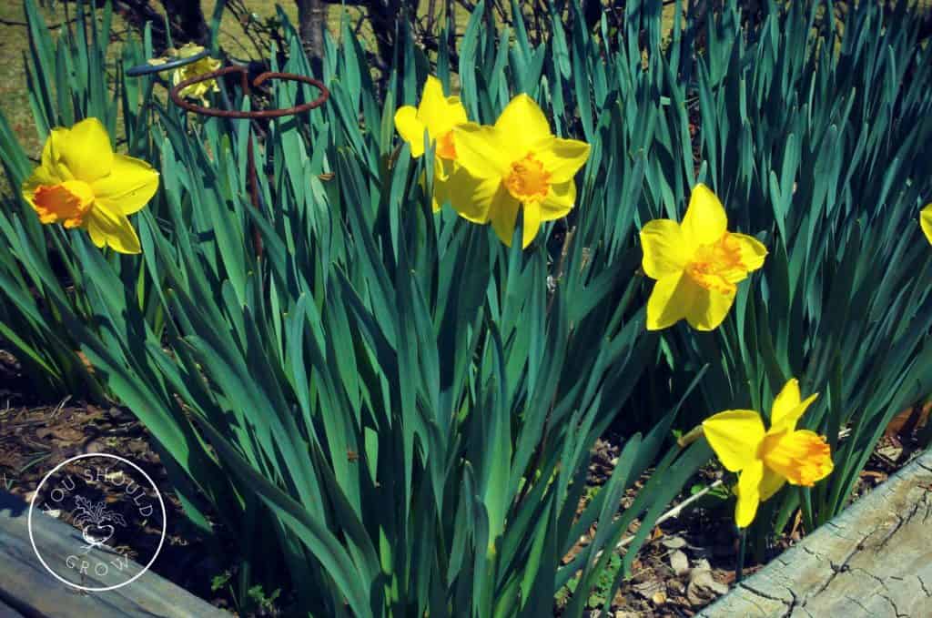 Daffodils make an appearance in early spring. Plant the bulbs in early fall. youshouldgrow.com