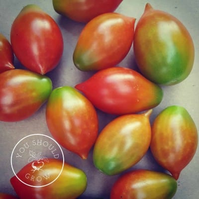 Heirlooms, Hybrids, and GMOs: What they are and why you should care.