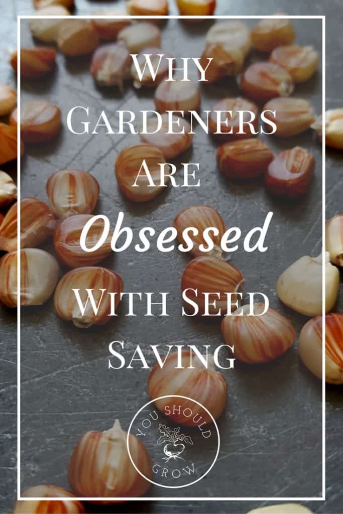 Read to understand why gardeners are obsessed with seed saving. Plus how to host a seed swap party with free checklist, invites, guidelines, and printables. At YouShouldGrow.com