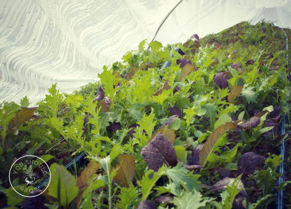 Salad mix growing in small hoop tunnel.