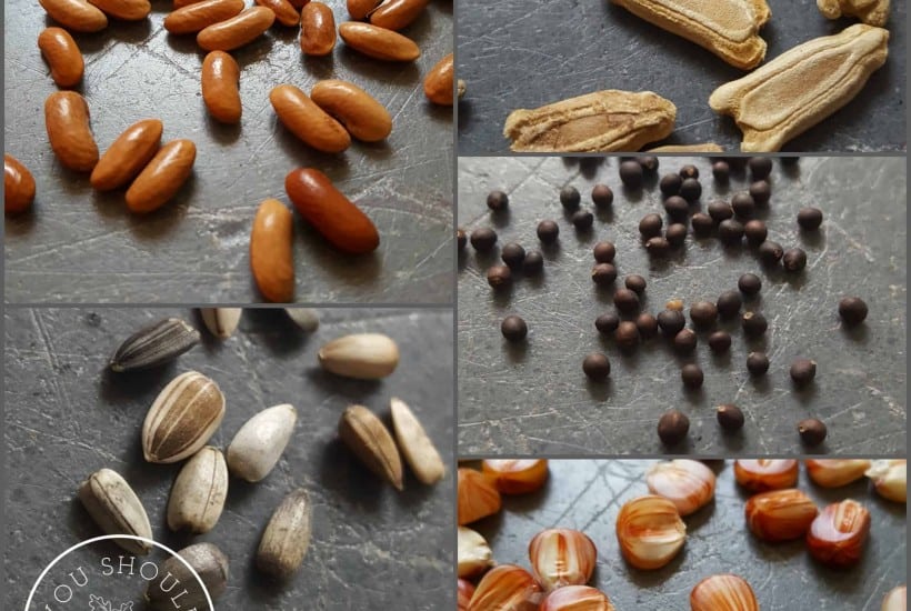Why Gardeners Are Obsessed With Seed Saving at You Should Grow .com