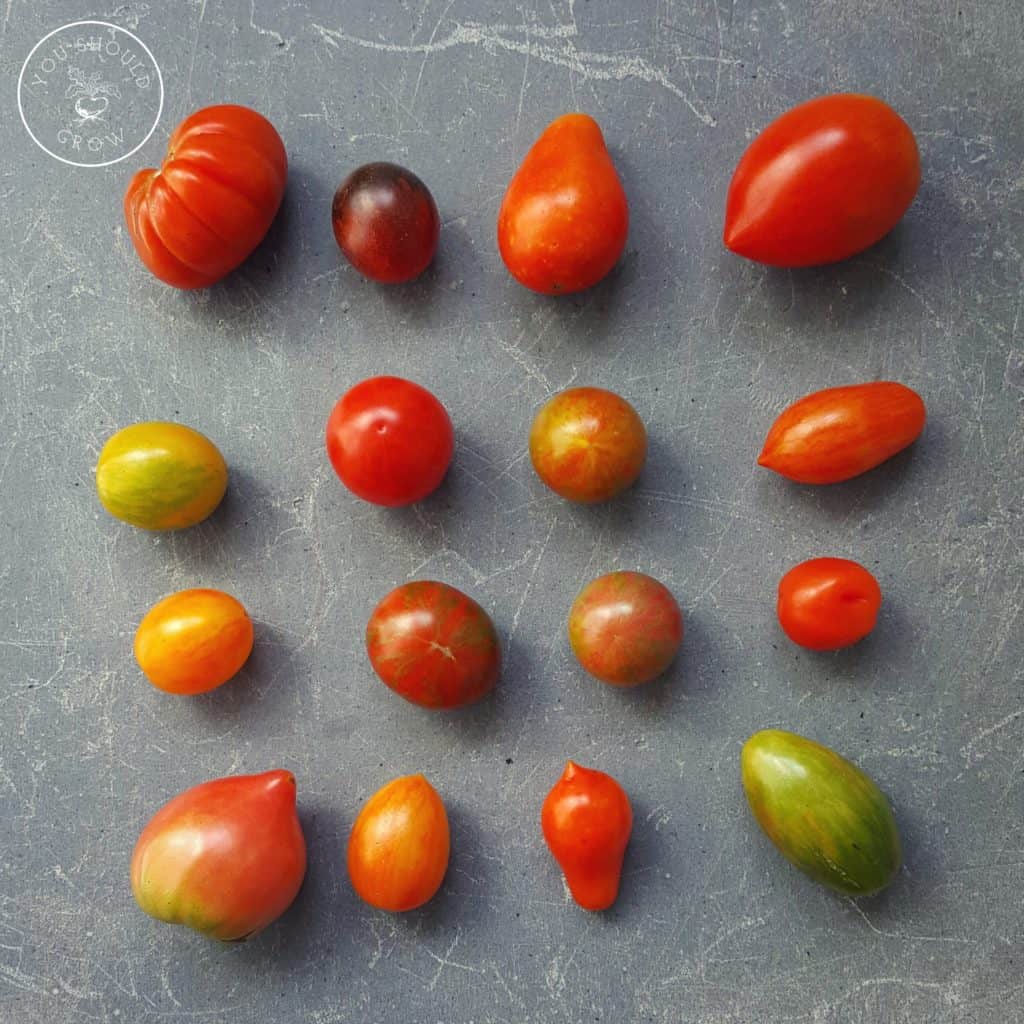 Displaying the variation of hybrid tomatoes.