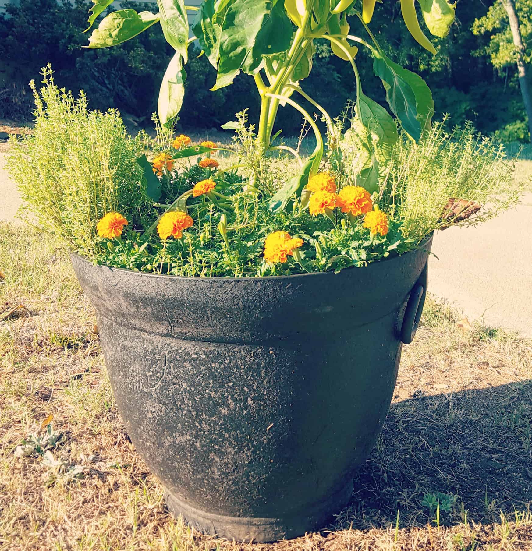 A 20 gallon planting container can grow a pepper plant plus herbs and flowers.