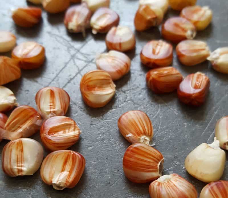 These are red striped corn kernels. Corn comes in all sorts of colors!