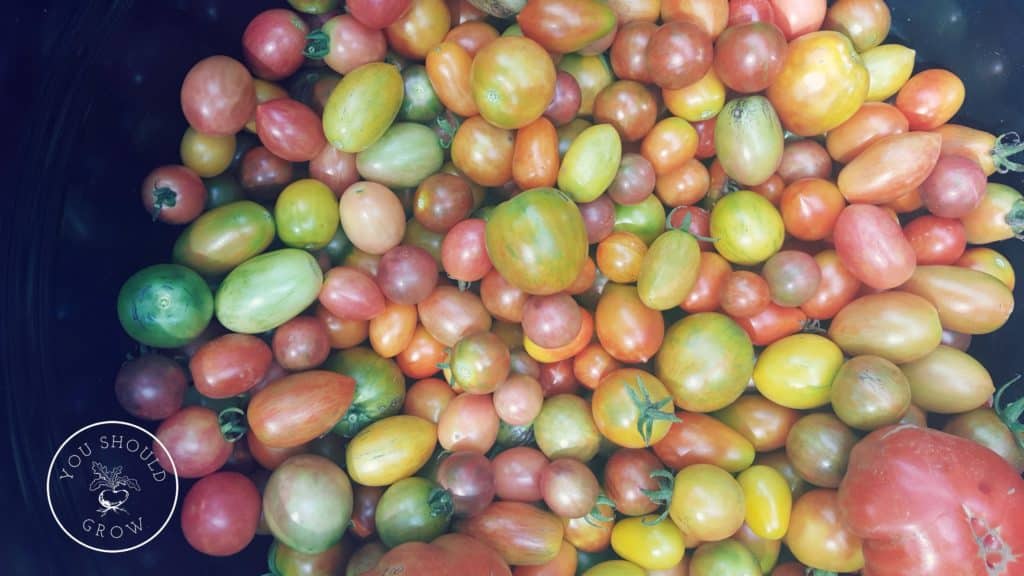 Tomato Harvest 2016