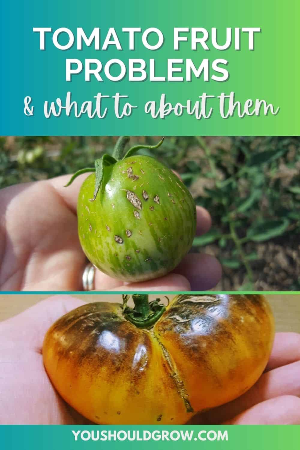 Tomato Problems: What’s Wrong With My Tomato?