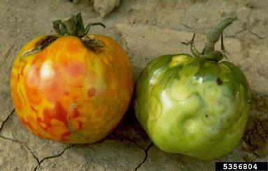 red and green tomatoes infected with tomato spotted wilt virus