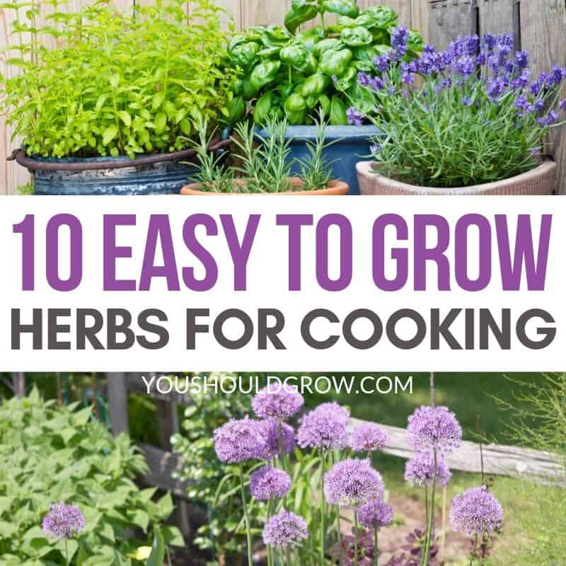 10 Easiest Cooking Herbs To Grow At Home
