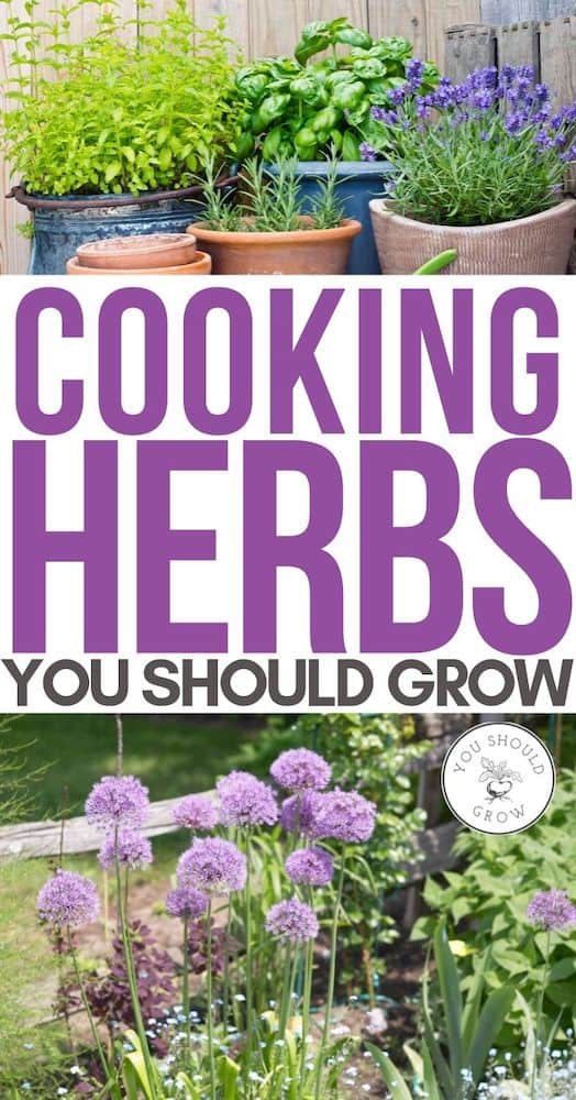 Cooking herbs you should grow pinterest pin