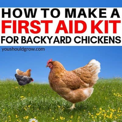 How to make a first aid kit for backyard chickens (featured image)