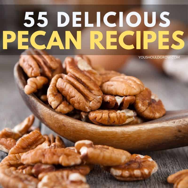 55 Sweet and Savory Pecan Recipes
