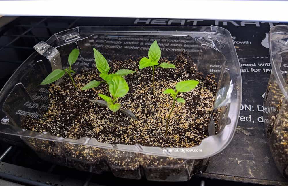 Pepper seedlings in a clear tray.